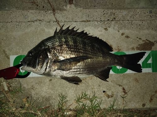 チヌの釣果