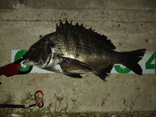 チヌの釣果