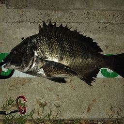 チヌ