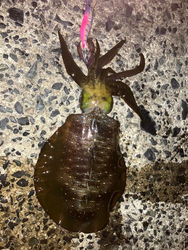 アオリイカの釣果