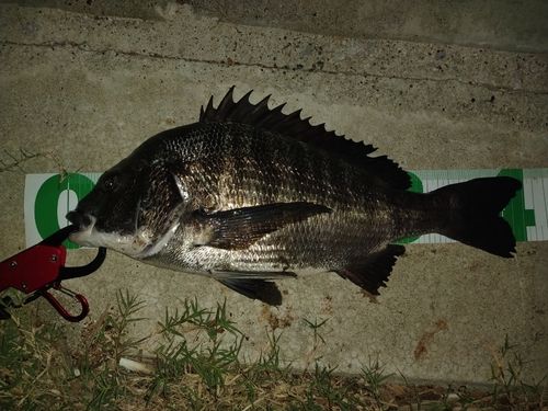 チヌの釣果