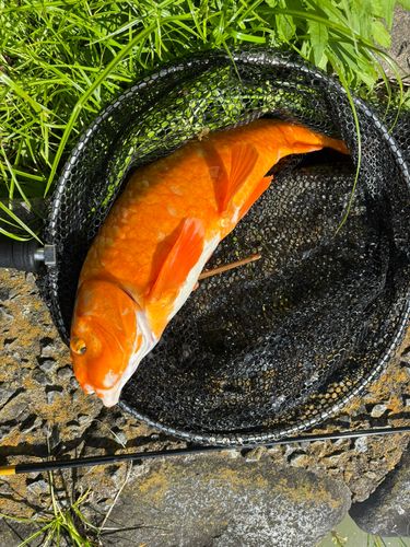 コイの釣果