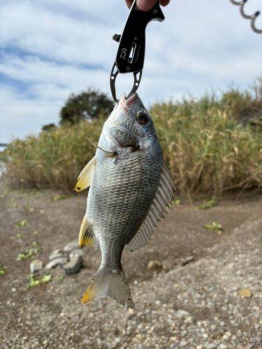 キビレの釣果