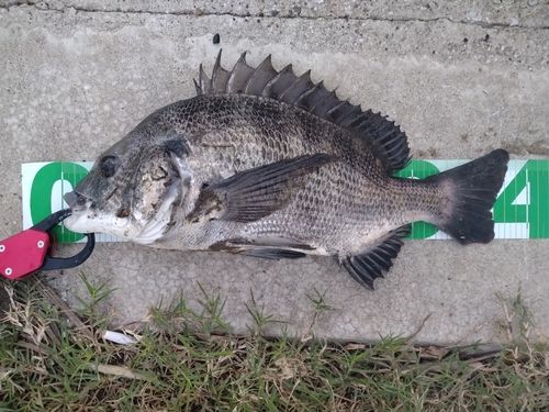 チヌの釣果