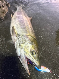 アキアジの釣果