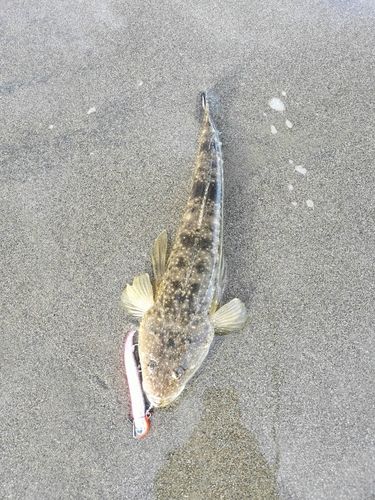 マゴチの釣果