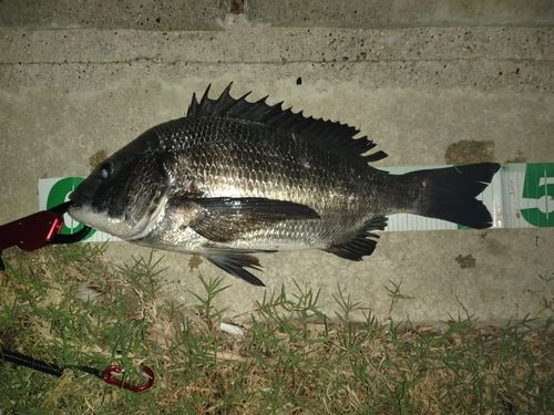 チヌの釣果