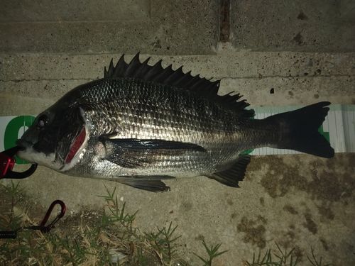 チヌの釣果