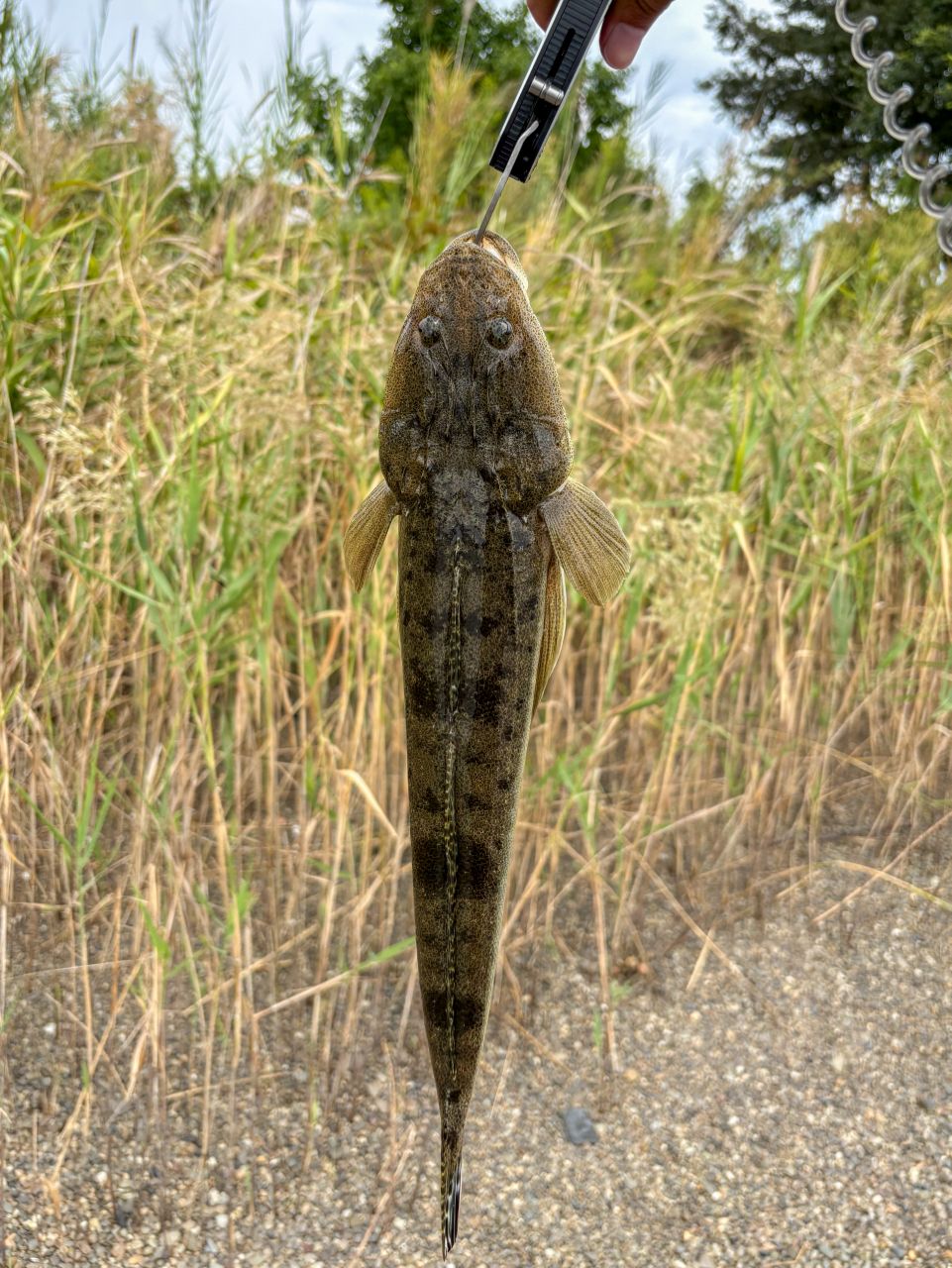 DAIWA 23シルバーウルフ 76MLB-S・Wの最安値・インプレ・釣果