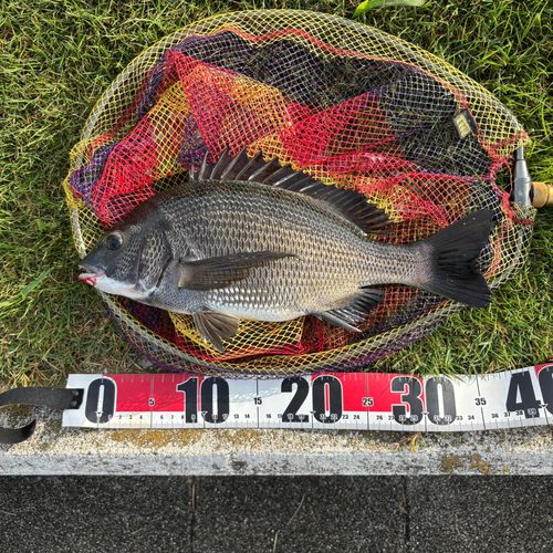 豊洲ぐるり公園