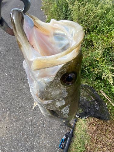 スズキの釣果
