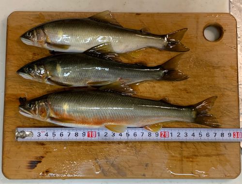 アユの釣果
