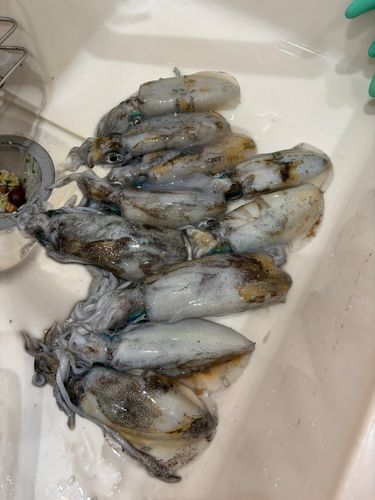 別府湾