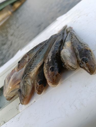 ハゼの釣果