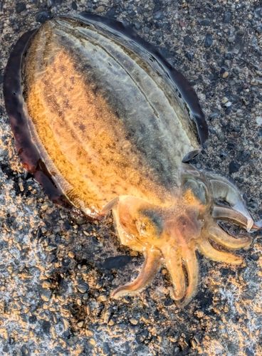 コウイカの釣果