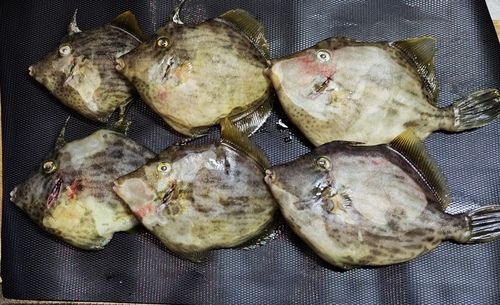 伊勢湾