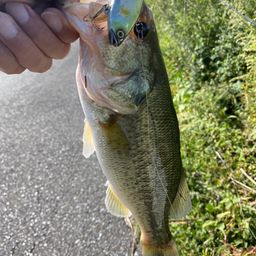 ラージマウスバス