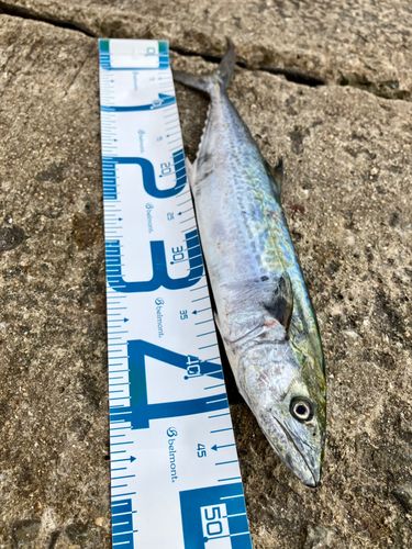 南港魚つり公園