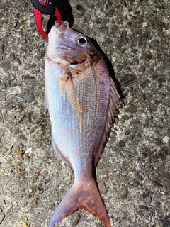 マダイの釣果