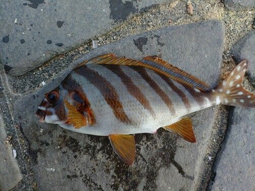 タカノハダイの釣果