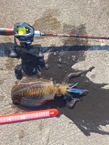 アオリイカの釣果