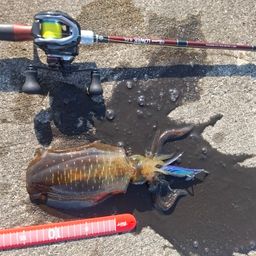 アオリイカ