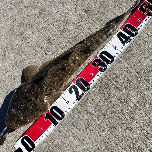 マゴチの釣果