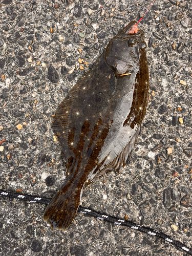 ハゼの釣果