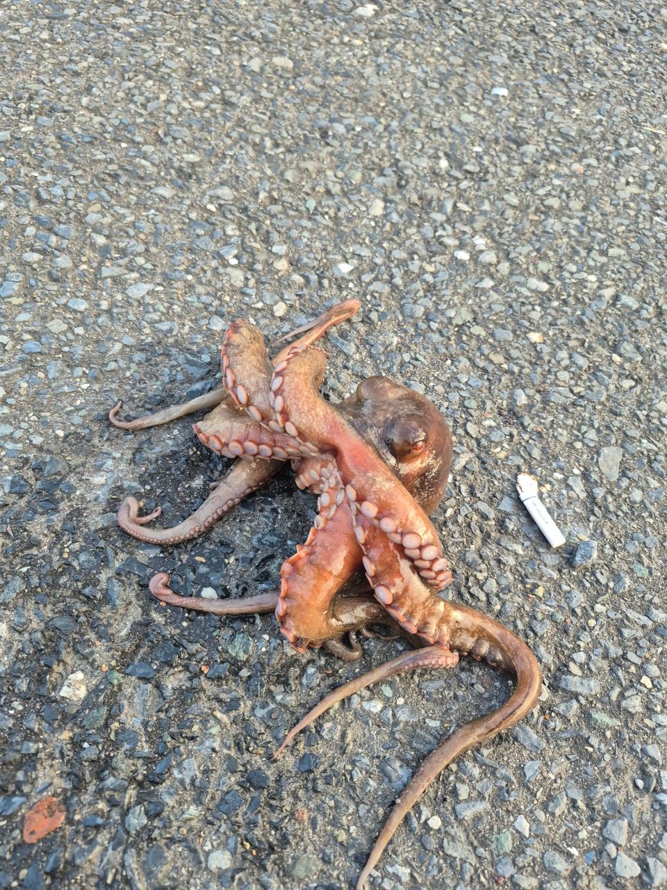 タコ