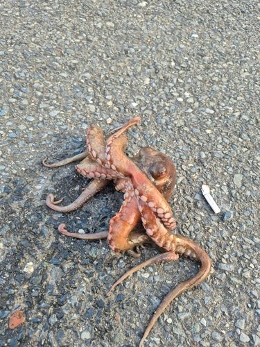 タコの釣果