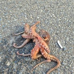 タコ