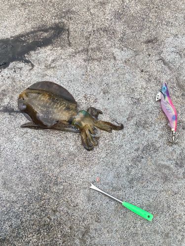 アオリイカの釣果