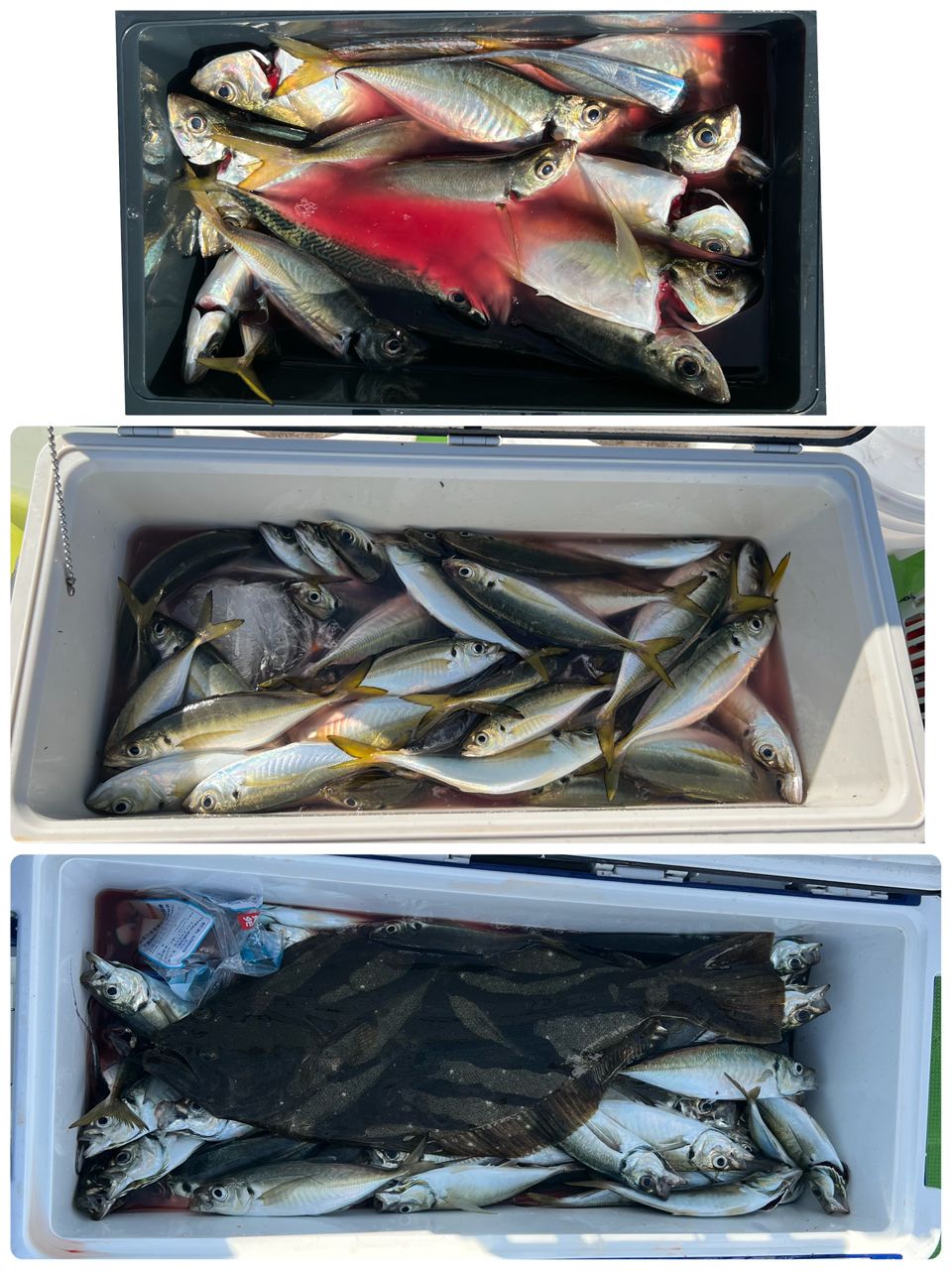 政信丸さんの釣果 3枚目の画像