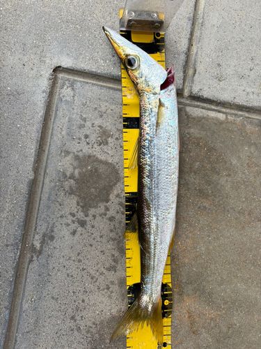 カマスの釣果