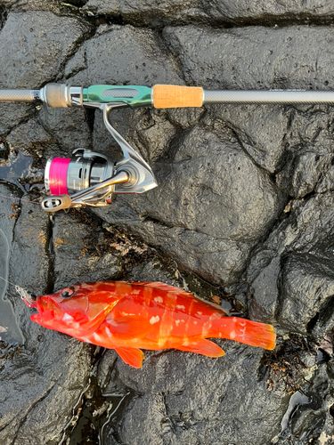 アカハタの釣果