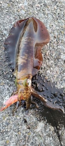 アオリイカの釣果