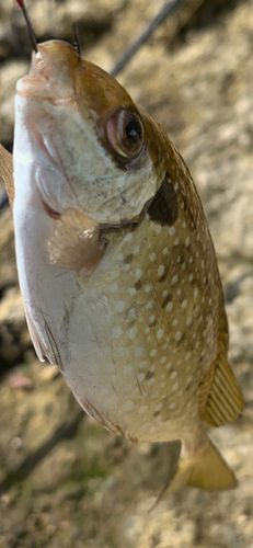 アイゴの釣果