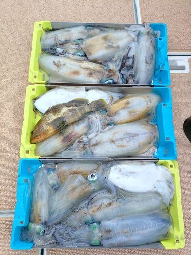 アオリイカの釣果