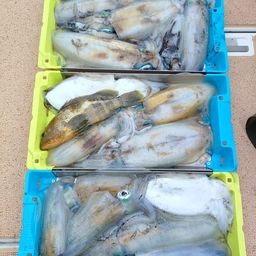 アオリイカ