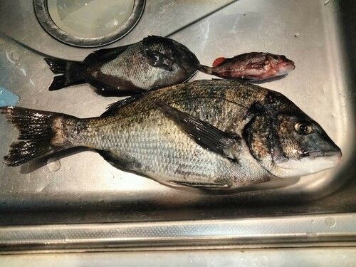 本牧海づり施設