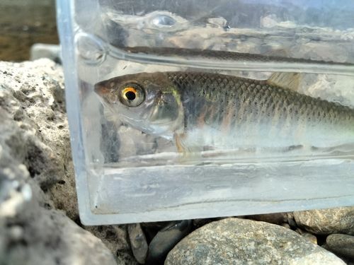 オイカワの釣果