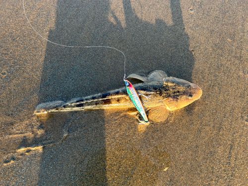 マゴチの釣果
