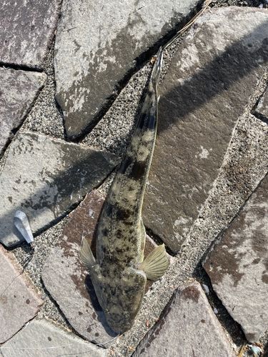 マゴチの釣果