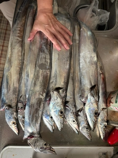 タチウオの釣果