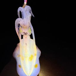 アオリイカ