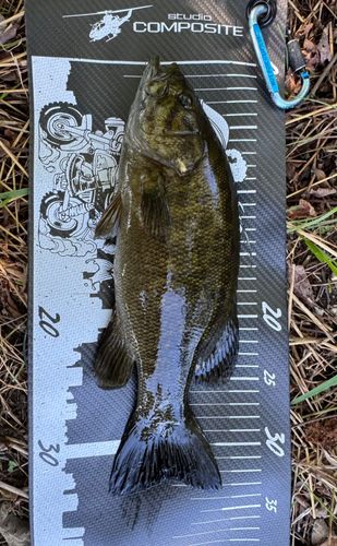 スモールマウスバスの釣果