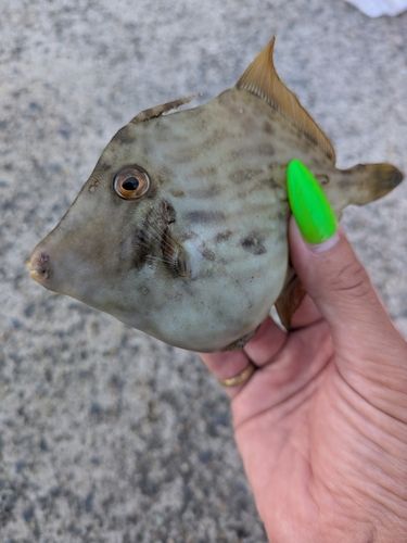 那珂湊港