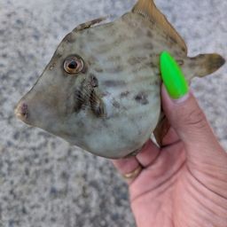 カワハギ