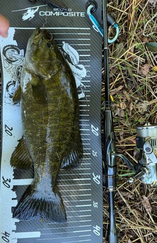 スモールマウスバスの釣果