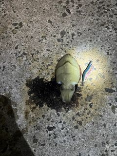 コウイカの釣果